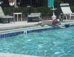 Daisy loved swimming in our complex pool; this was one of many superman-like jumps.